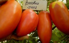 томат воловье ухо характеристика и описание сорта
