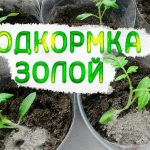 Подкормка помидор золой