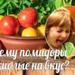 Почему помидоры кислые на вкус что делать?