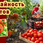 Как увеличить плодоношение томатов