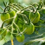 плодовая ветка томатов
