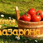 Выращивание помидоров без полива