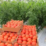 томаты в теплице