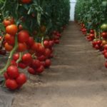 уход за помидорами осенью