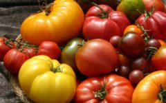 sorta-sladkih-tomatov