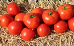 tomaty